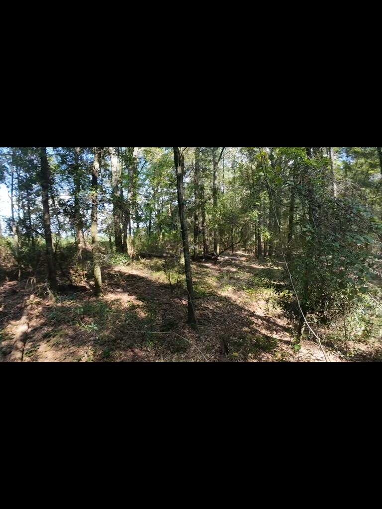 Wooded land with mature trees and a small leaf-covered clearing.