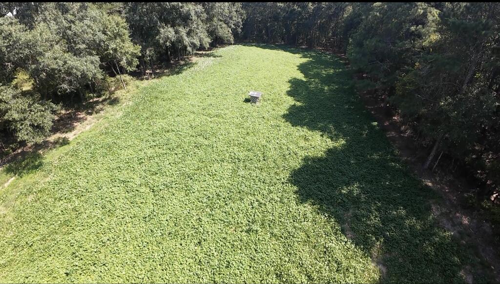 Aerial view of a green lot bordered by trees, with a small structure near the center.