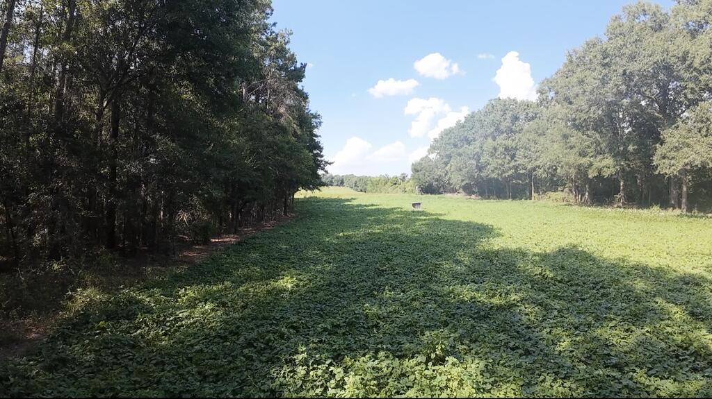 Grassy clearing bordered by trees on a rural property.