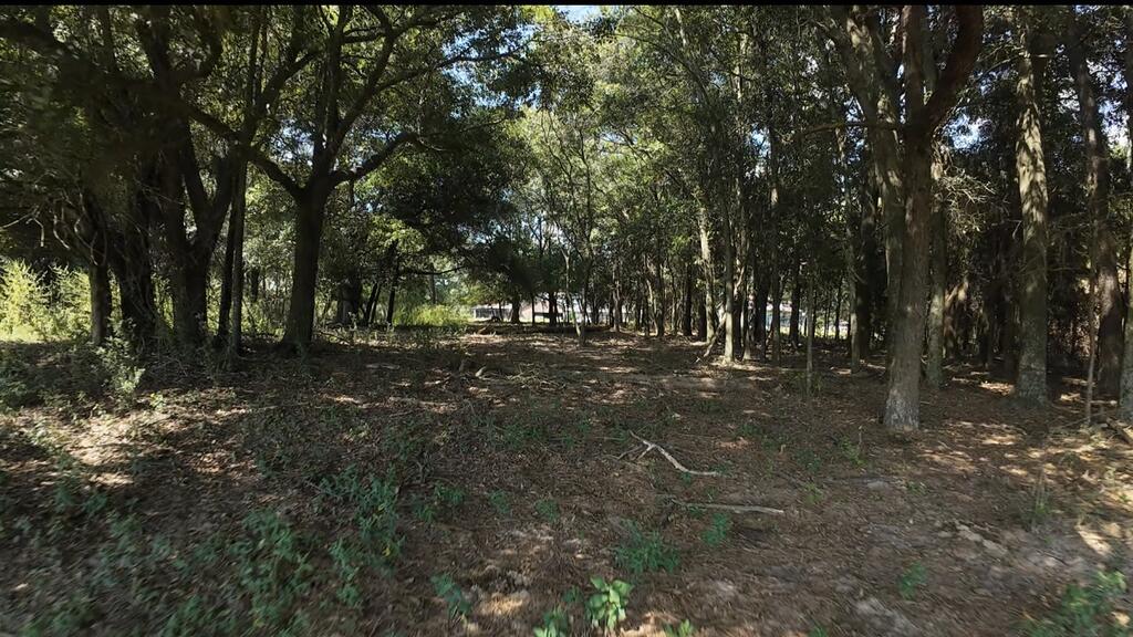 Wooded vacant lot with mature trees and a shaded clearing.