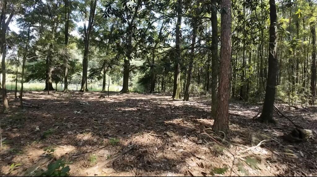 Wooded lot with mature trees and an open area beyond them.