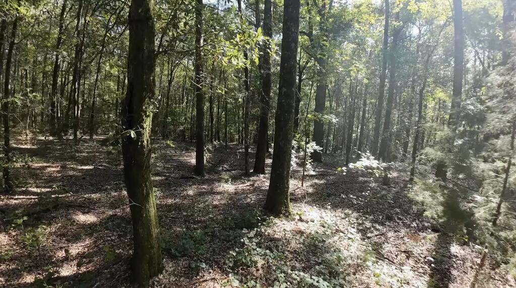 Wooded land with mature trees and sunlight filtering through the canopy.