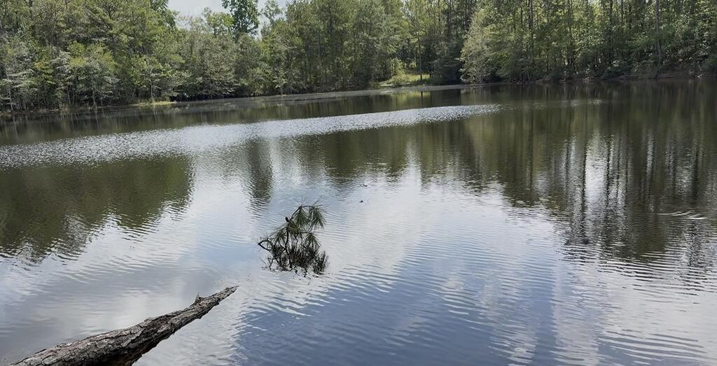 Wooded pond with a fallen log extending into the water.