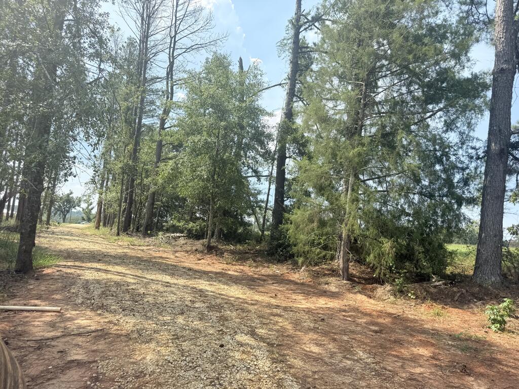 Gravel driveway winding through mature pine and leafy trees toward open land.