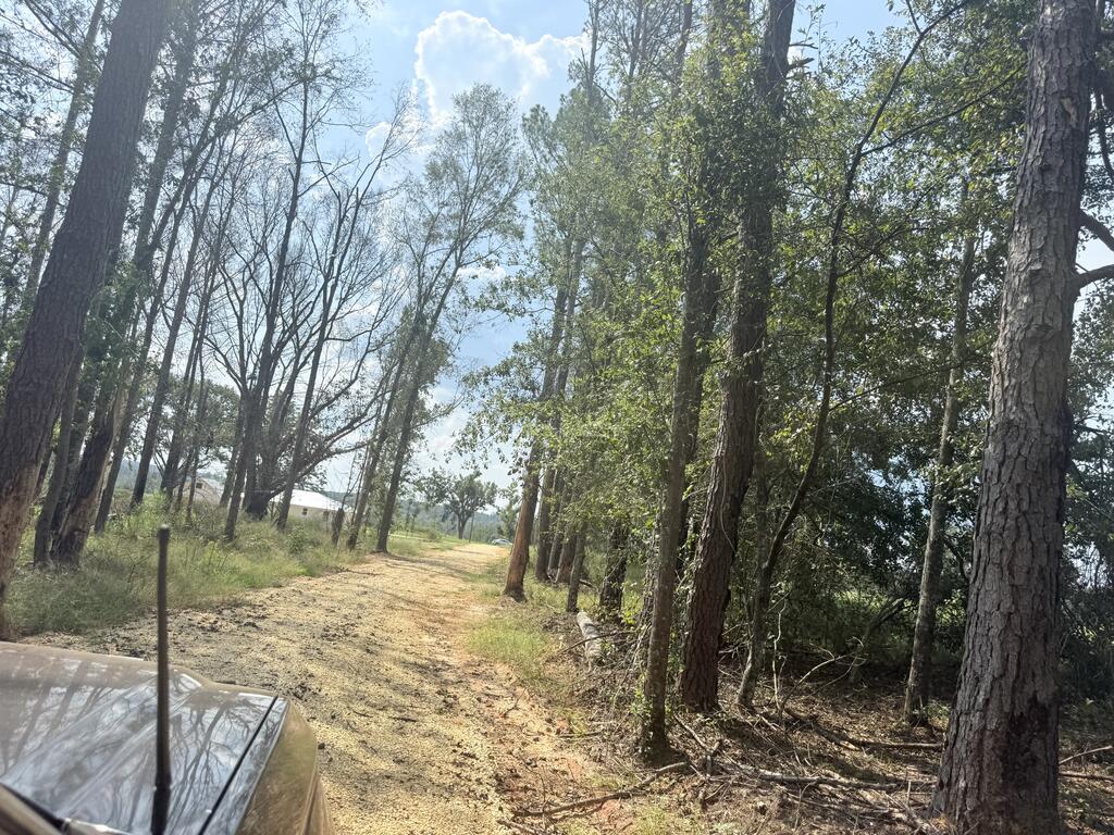 Gravel driveway through a wooded property, lined with tall trees and brush.