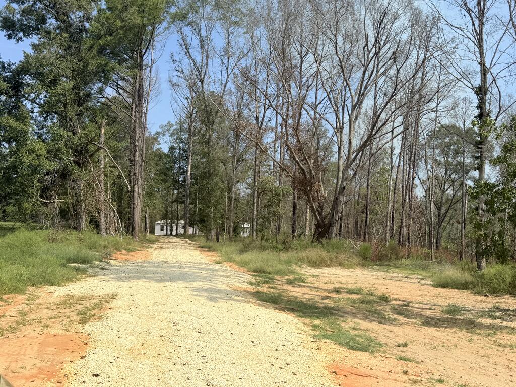 Gravel driveway through a wooded property, leading toward small white outbuildings.
