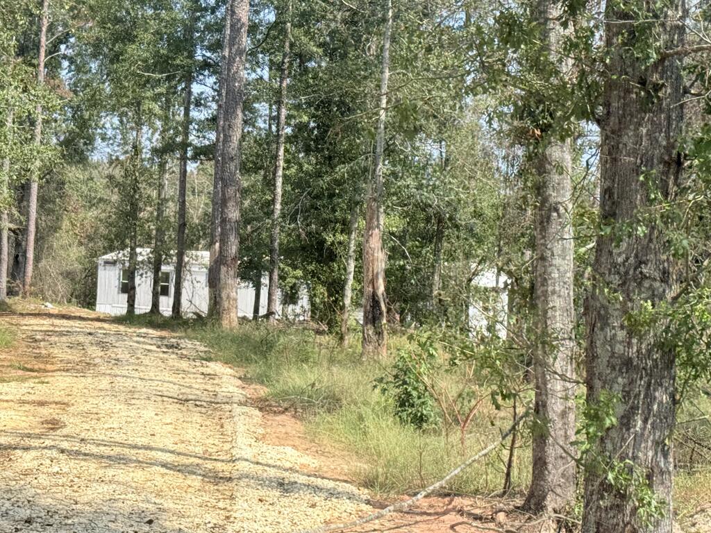 Gravel driveway through a wooded property toward a small white outbuilding.