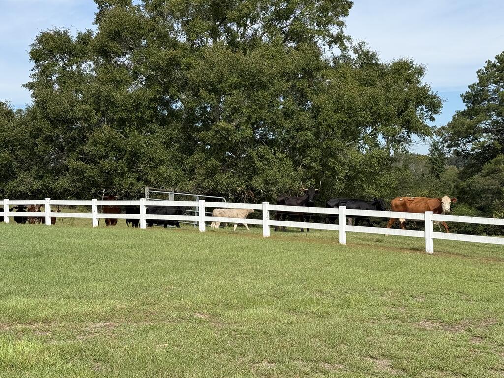 Cattle graze in a grassy pasture behind a white fence beneath mature trees.