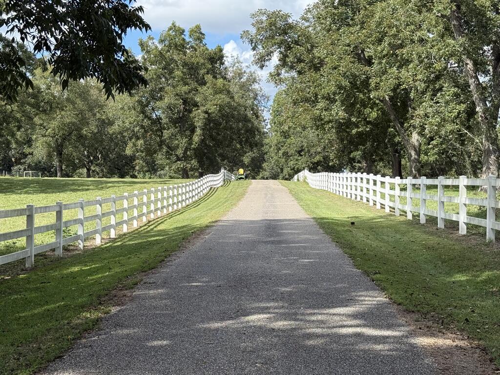 Tree-lined paved driveway bordered by white rail fences and lawns.