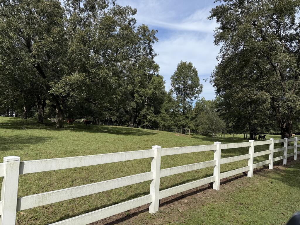 Tree-lined pasture with cattle grazing behind a white rail fence.