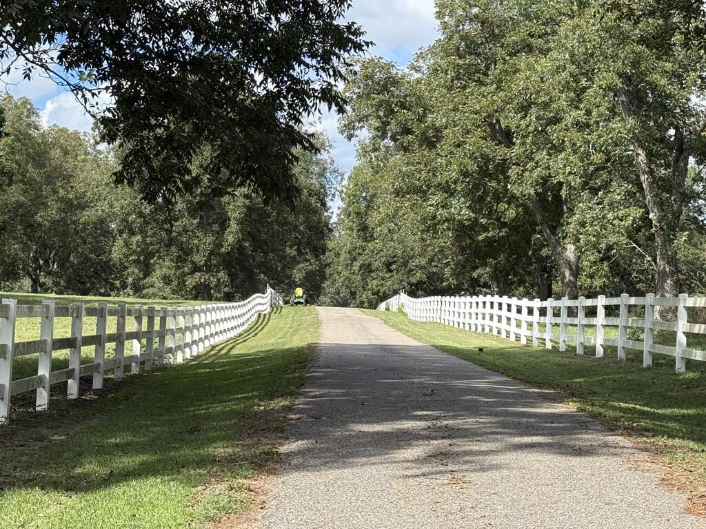 Tree-lined driveway bordered by white rail fences and mown grass.