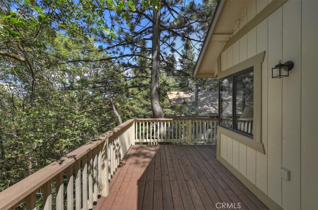 955 Coulter Pine