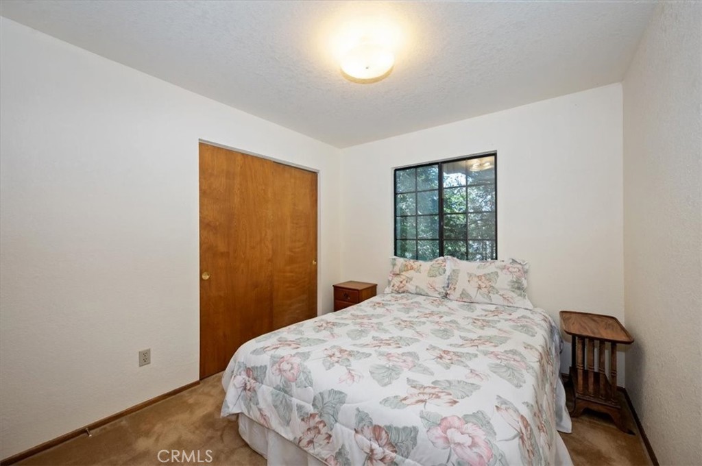 955 Coulter Pine