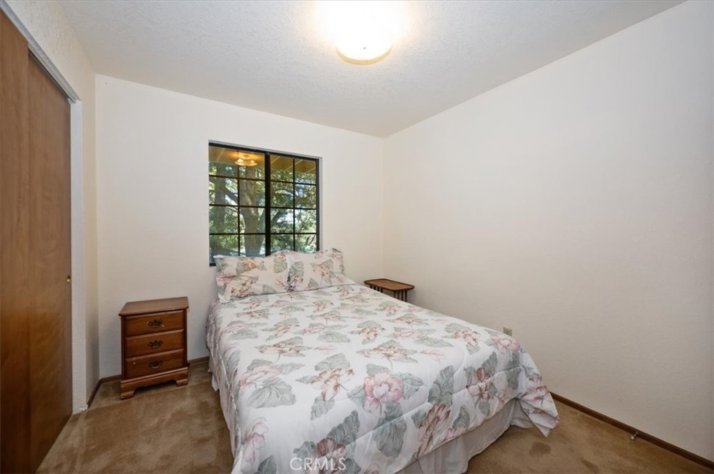 955 Coulter Pine