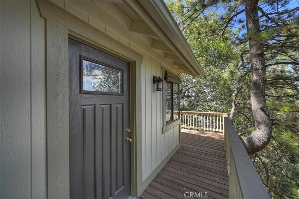 955 Coulter Pine