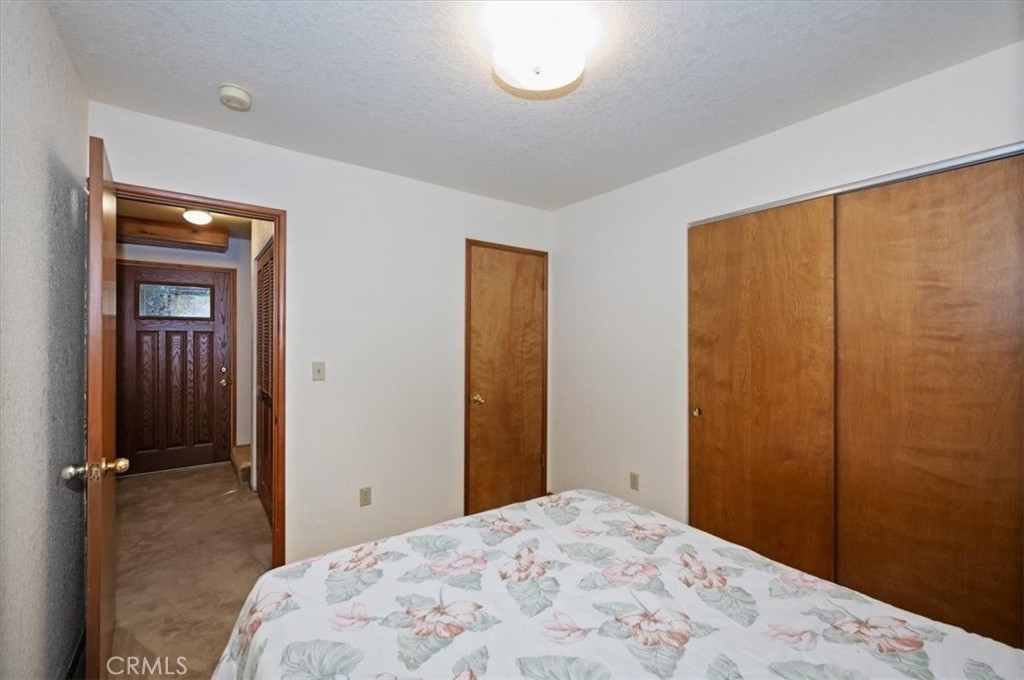 955 Coulter Pine