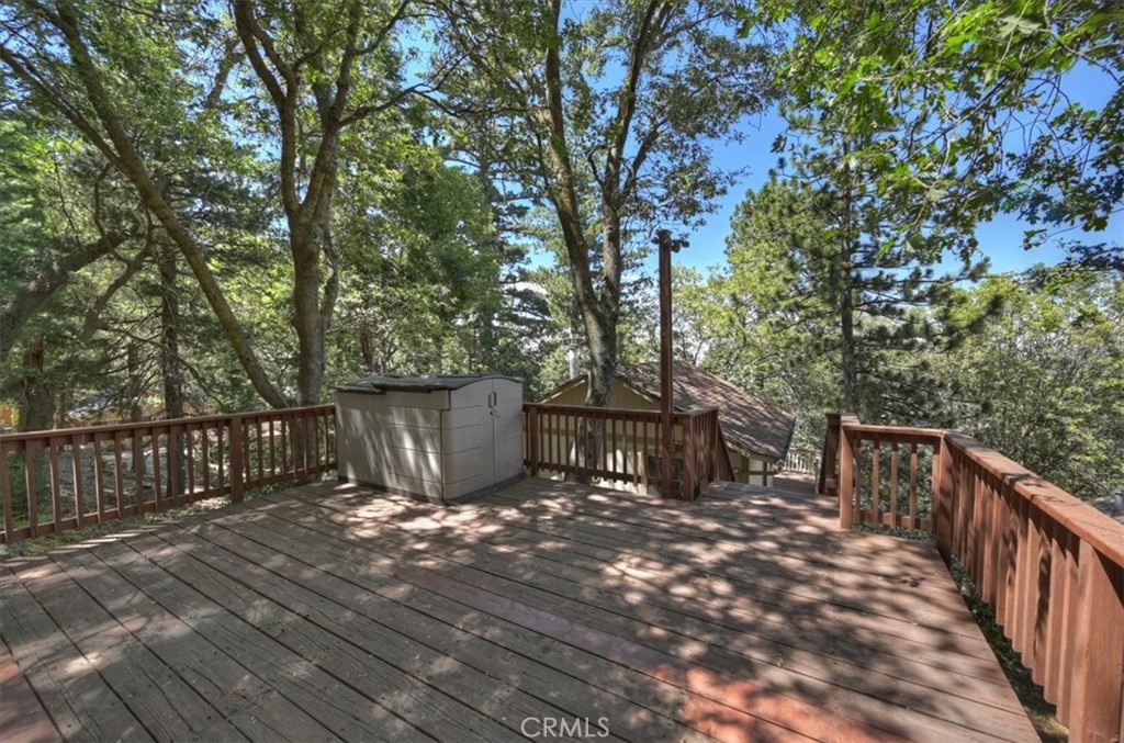 955 Coulter Pine