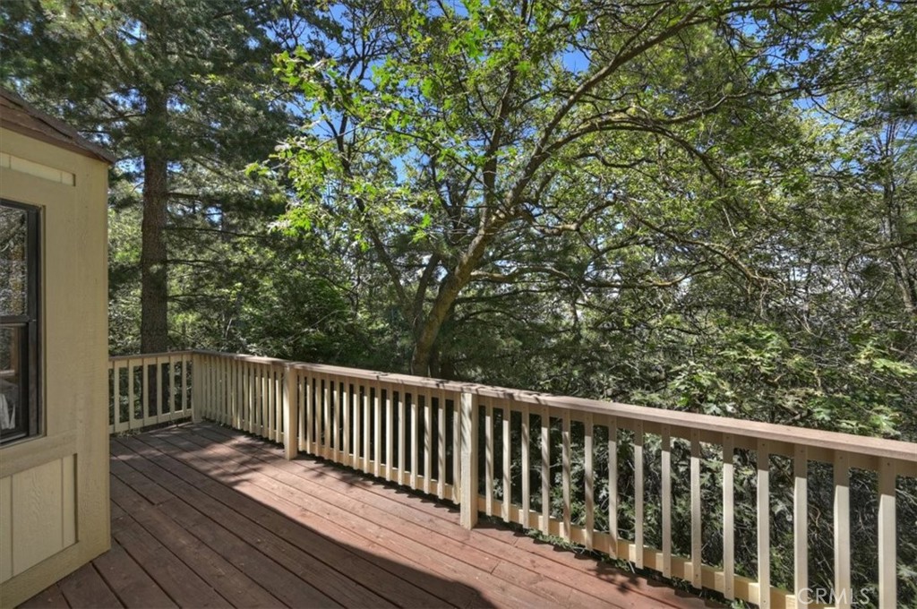 955 Coulter Pine