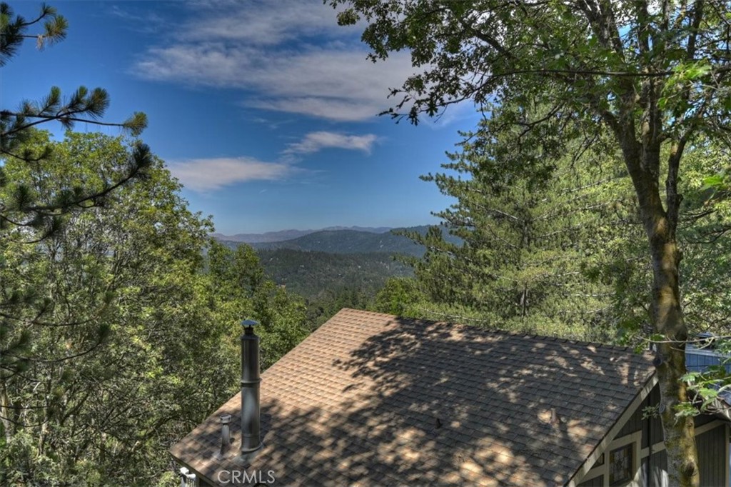 955 Coulter Pine