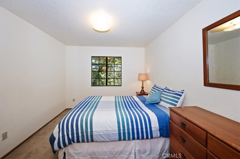 955 Coulter Pine