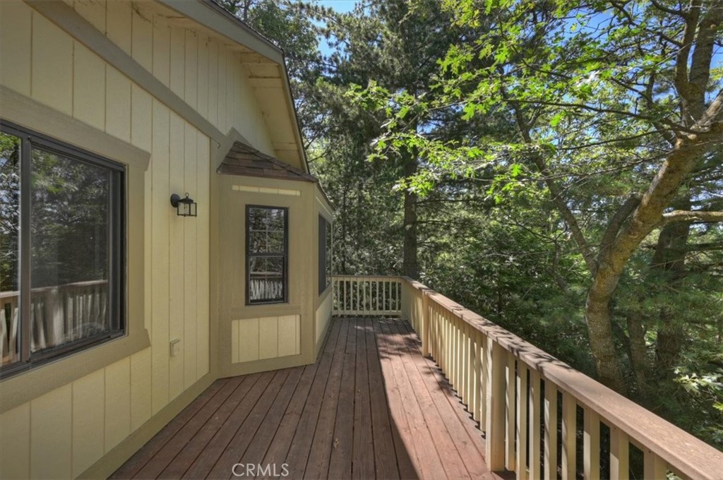955 Coulter Pine