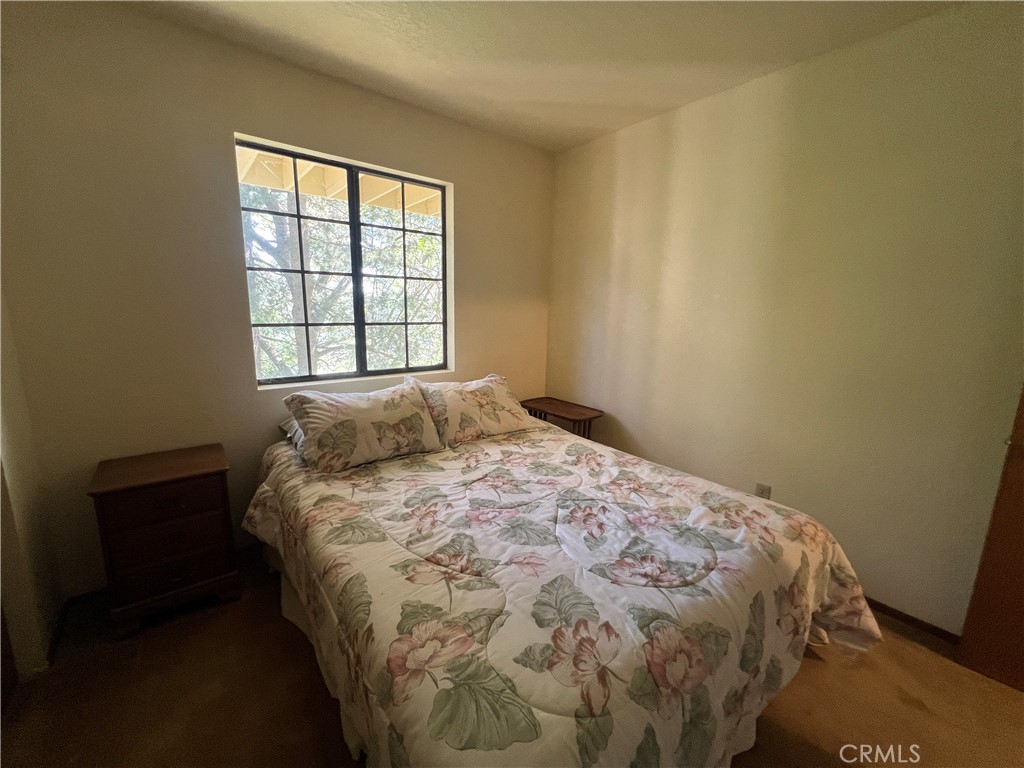 955 Coulter Pine