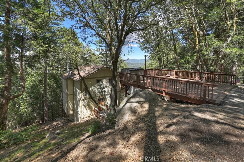 955 Coulter Pine