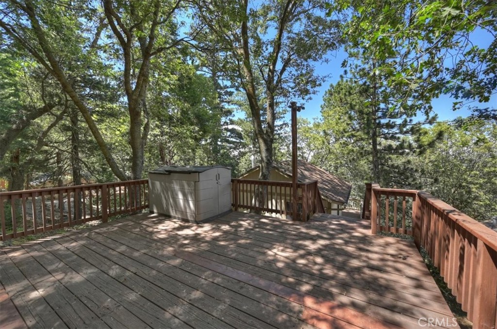 955 Coulter Pine