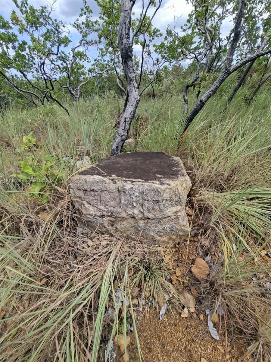 Overgrown land with tall grasses, scattered trees, and a weathered stone block.