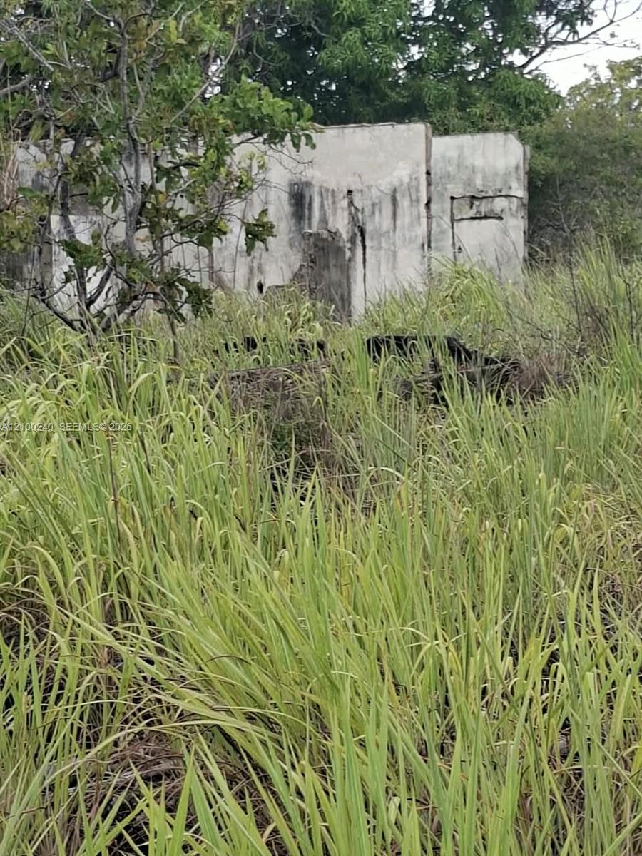 Weathered concrete structure partly hidden behind tall grass and trees.