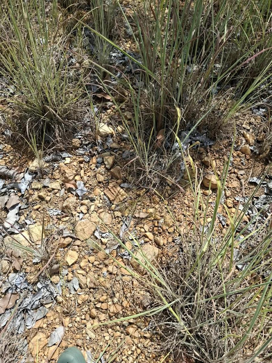 Rocky ground with dry leaves and clumps of tall grass.