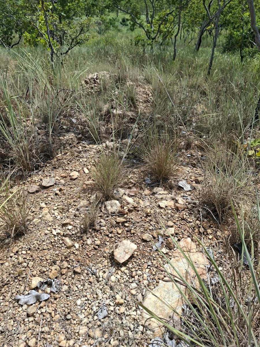 Rocky undeveloped land with tall grasses, scattered shrubs, and sparse trees.