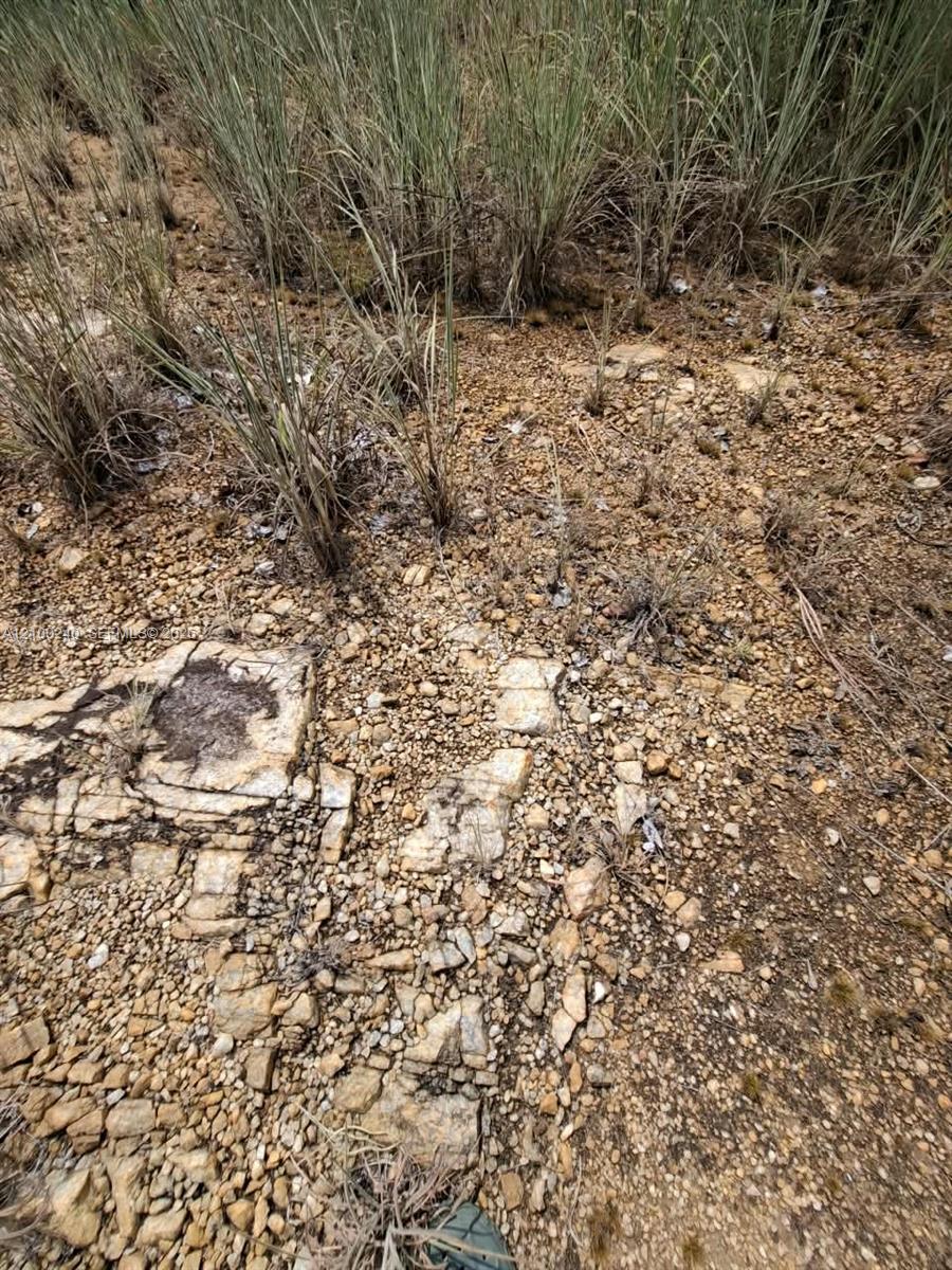 Rocky landscaped ground with pale stones and clumps of tall ornamental grass.
