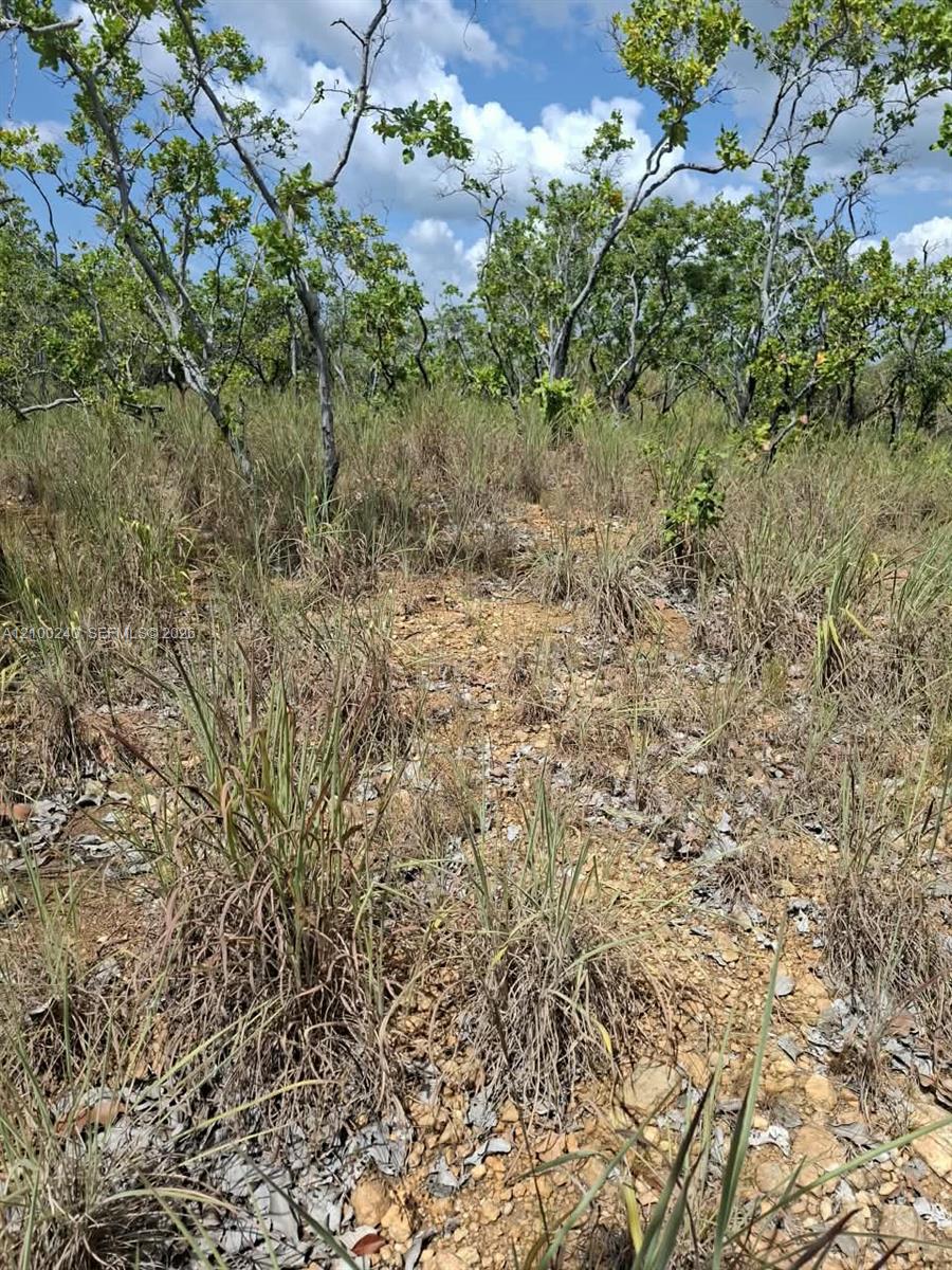 Vacant rocky land with tall grasses and scattered trees beneath a partly cloudy sky.
