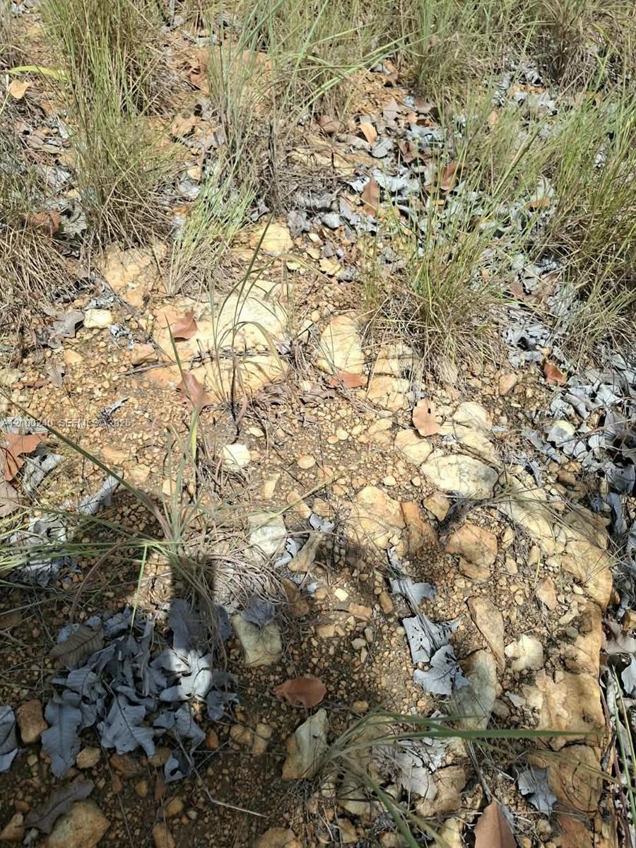 Rocky property ground with scattered dry leaves and sparse tall grass.