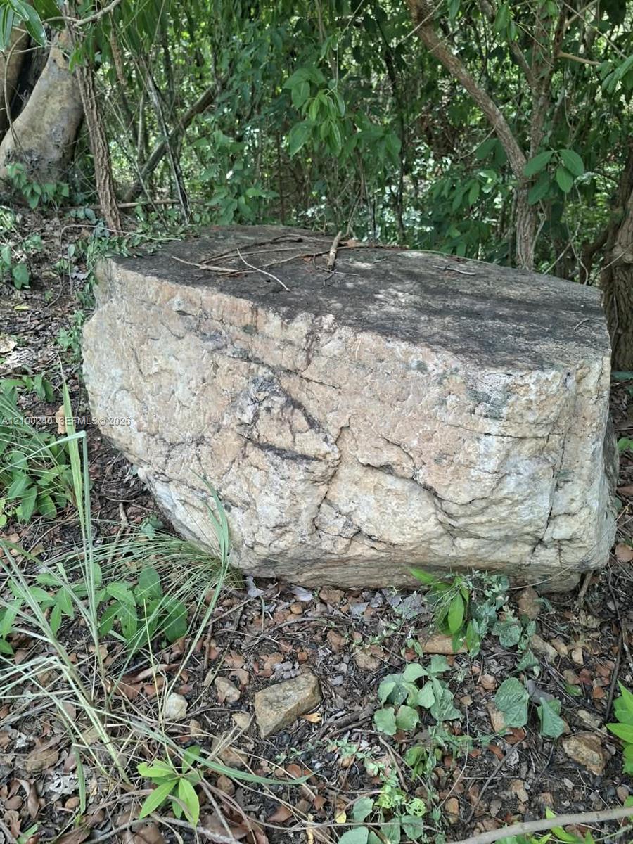 Large weathered stone block surrounded by dense trees and undergrowth.