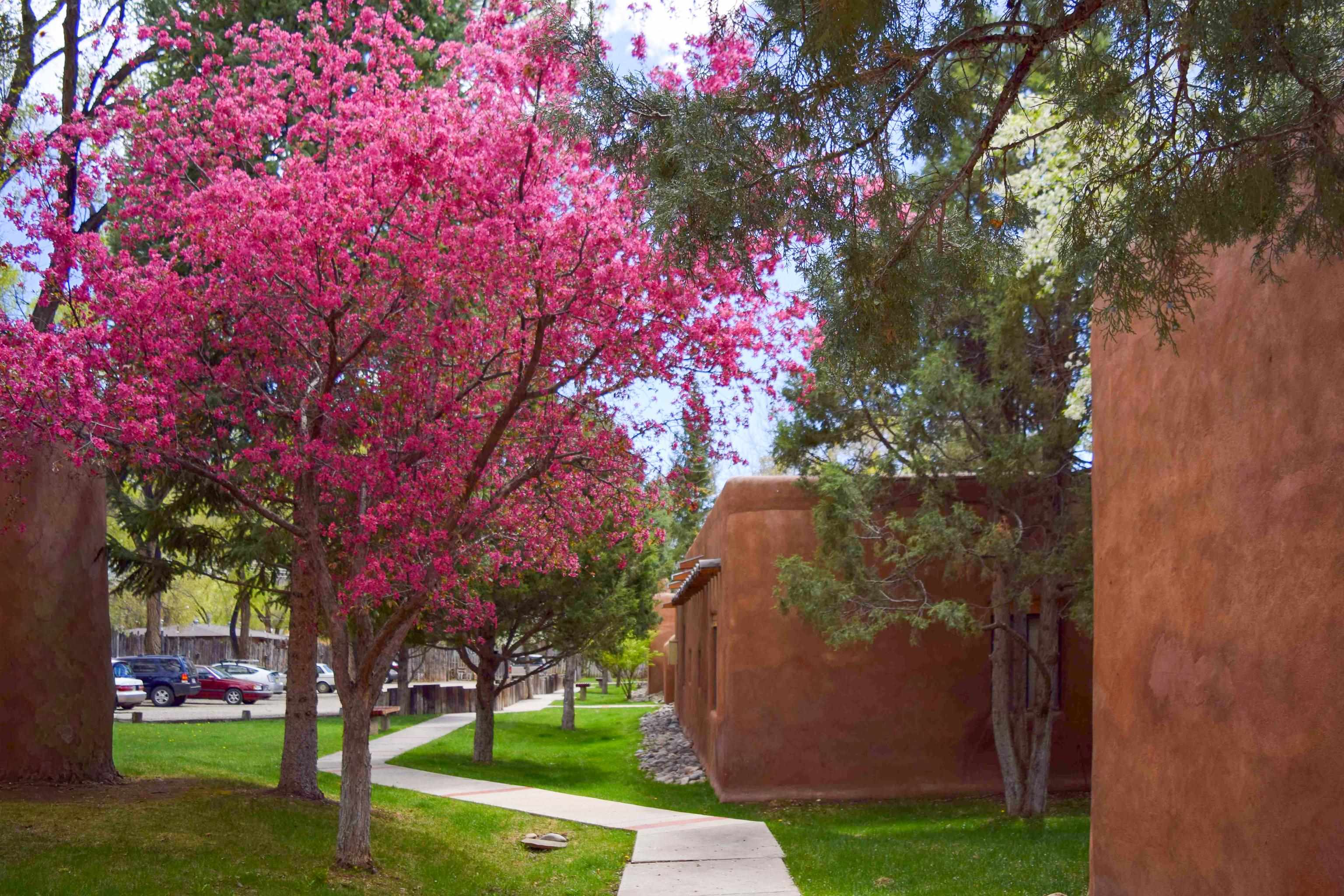 226 Kit Carson Rd Unit: Cottonwood 4