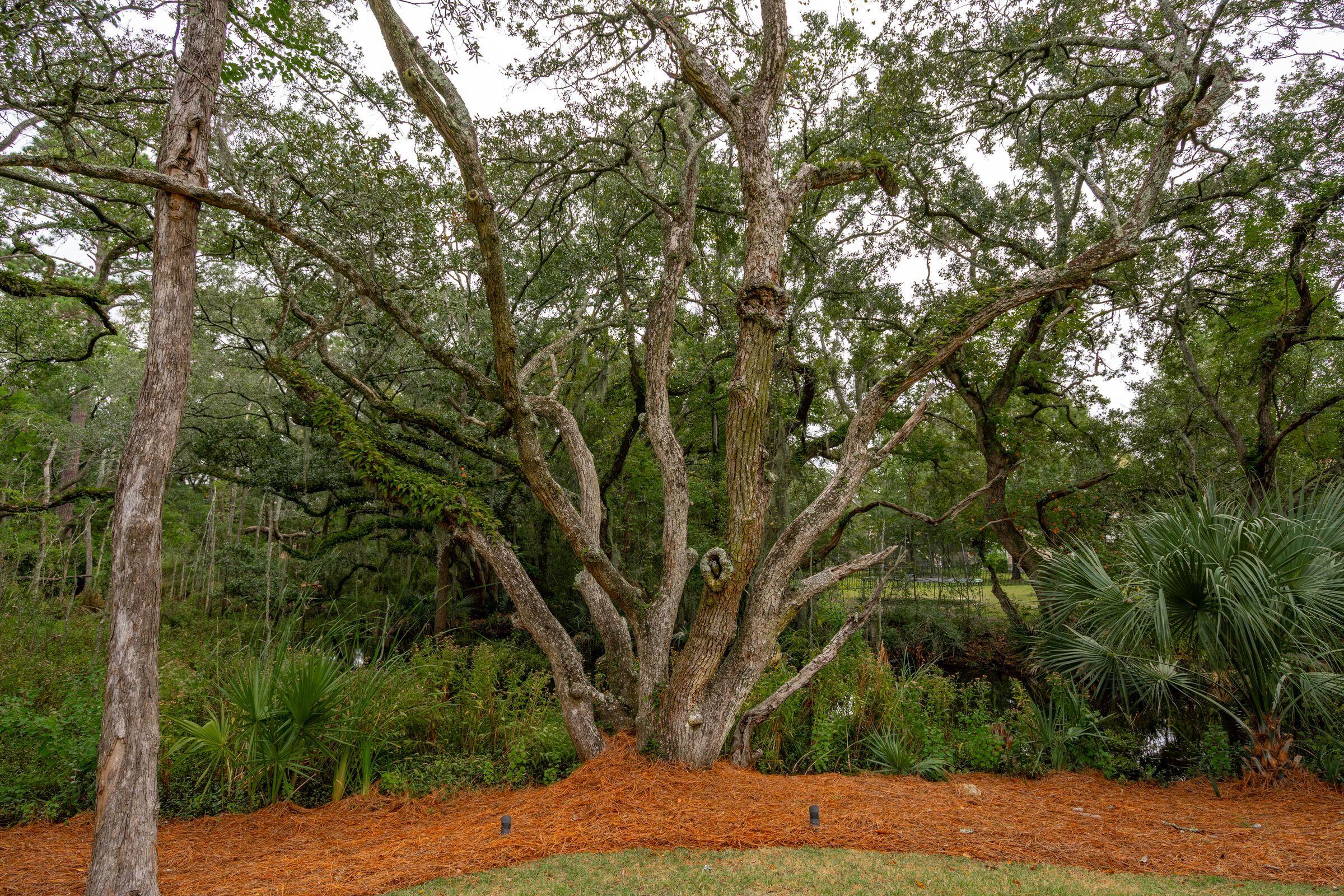 1119 Oak Overhang Street