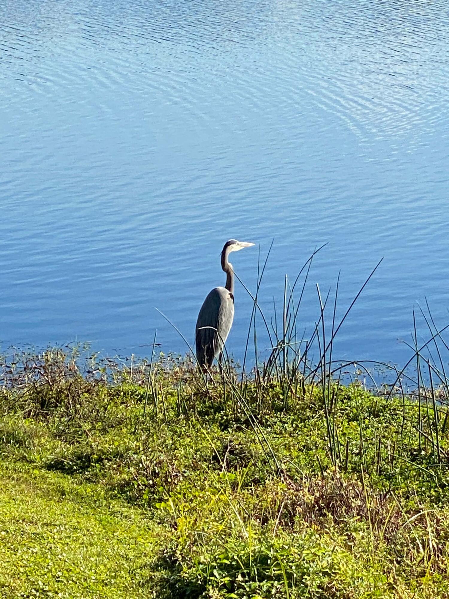 1540 Wando View Street, Charleston