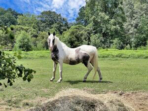 781 Clydeville Lane, Cottageville