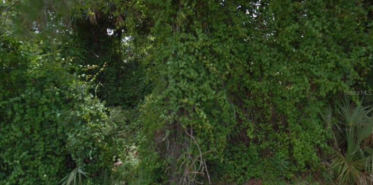 Wooded lot covered in dense green foliage and trees.