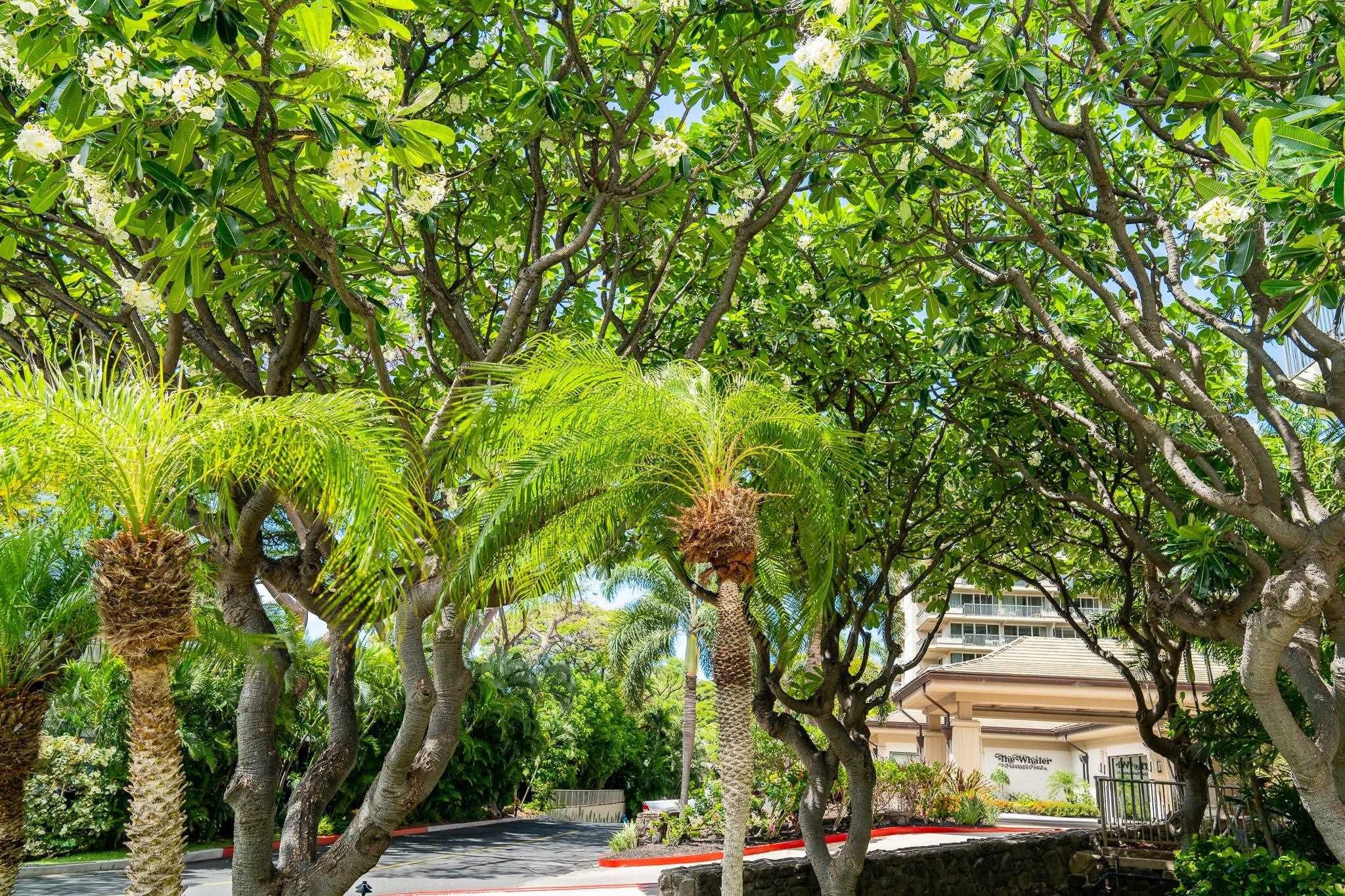 2481 Kaanapali Pkwy Unit: 1115
