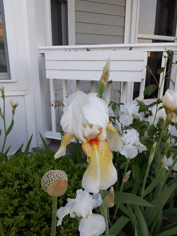 3 Strawberry Lane # A