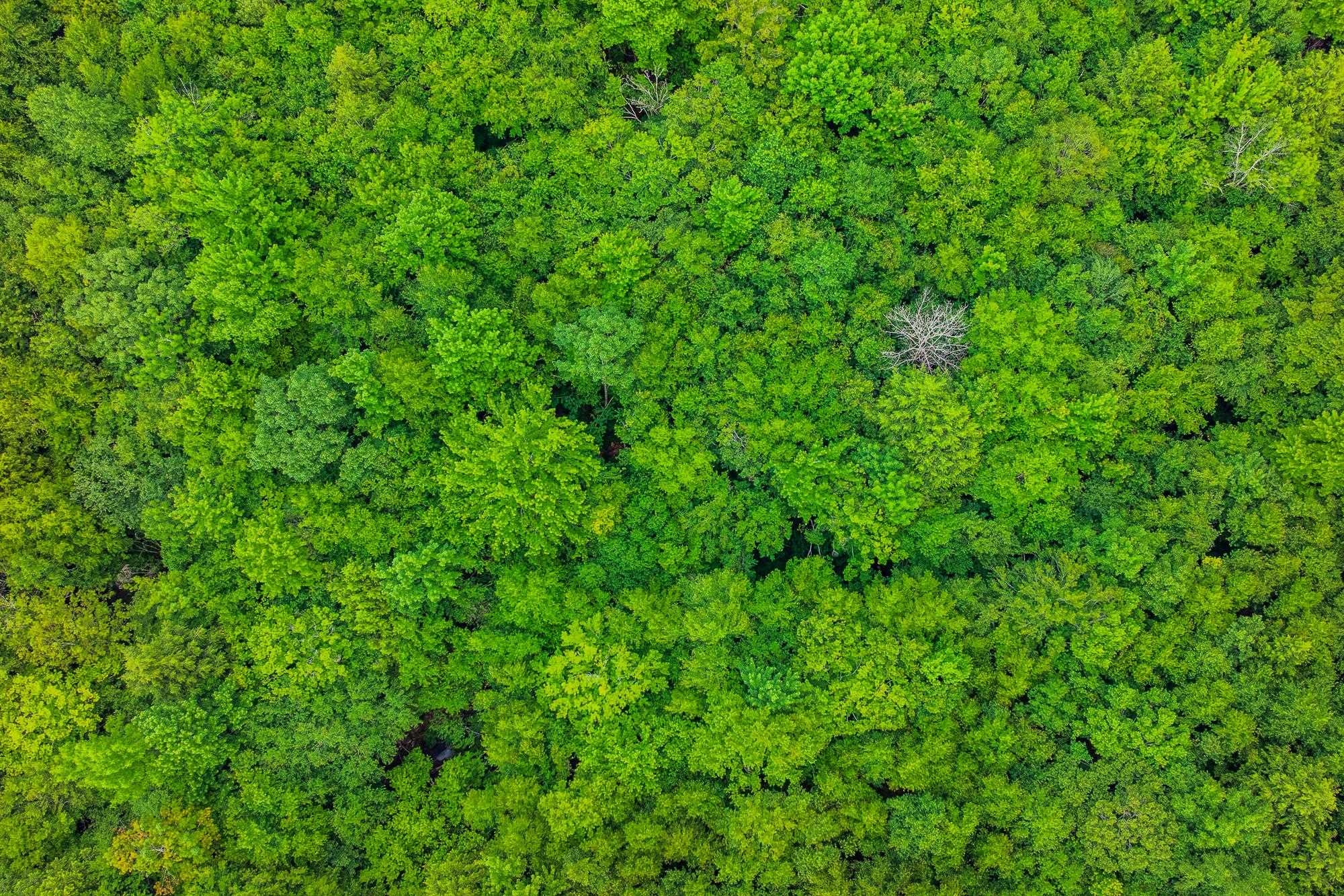 0 Alden Lane Unit: Land Lot #18