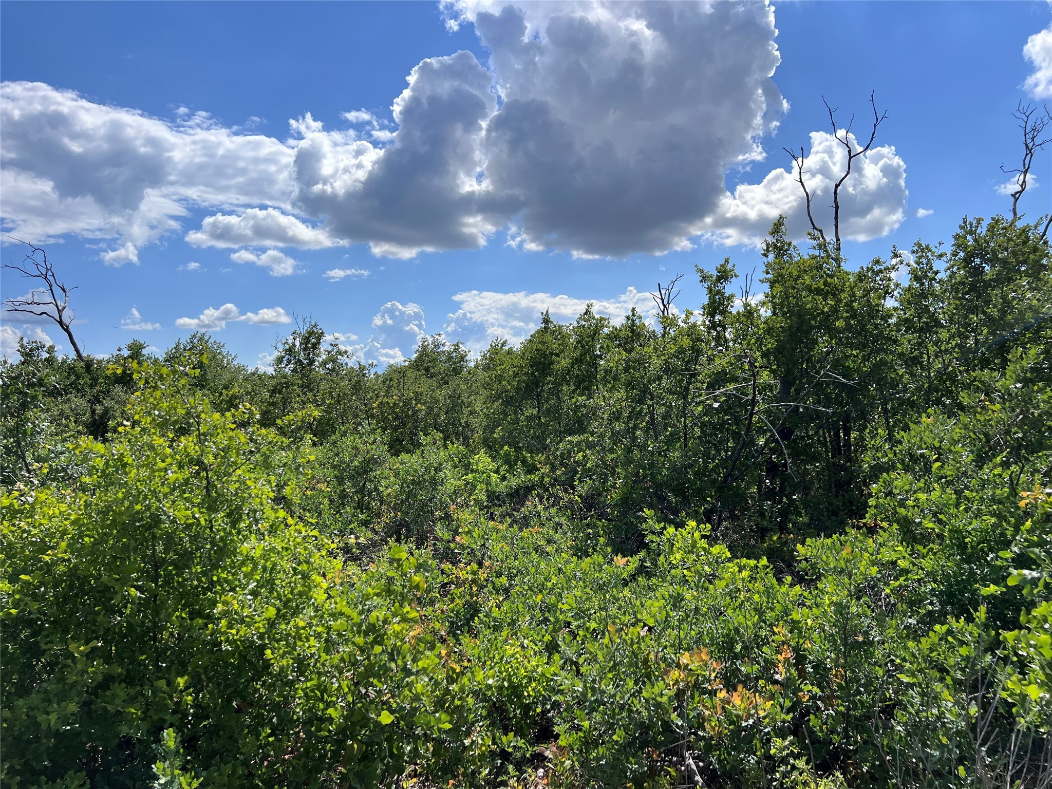 TBD Lot 10 Live Oak Trail