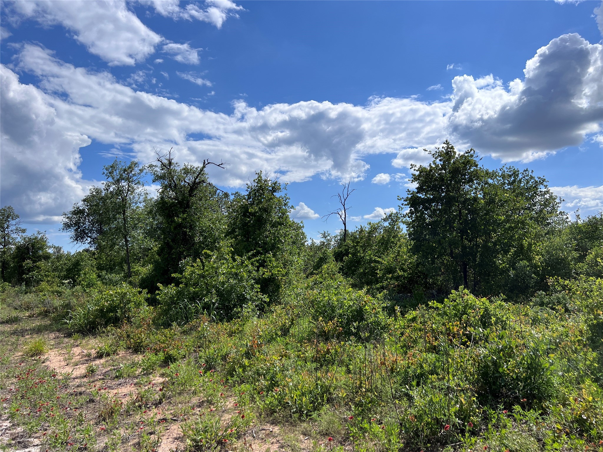 TBD Lot 10 Live Oak Trail