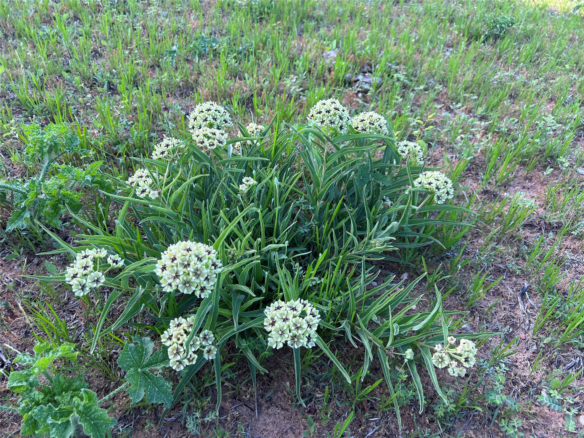 TBD County Road 335