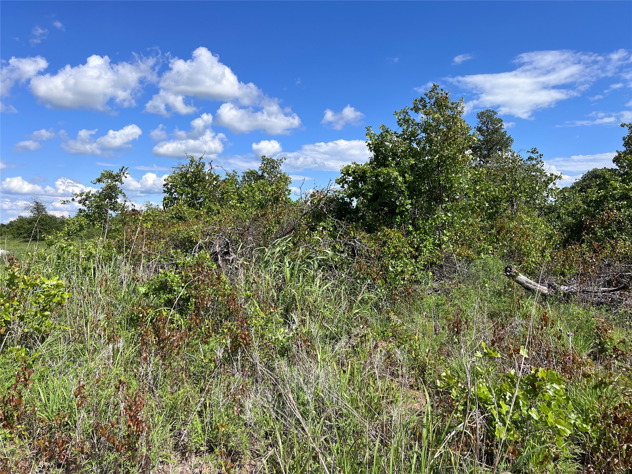 TBD LOT 12 Live Oak Trail