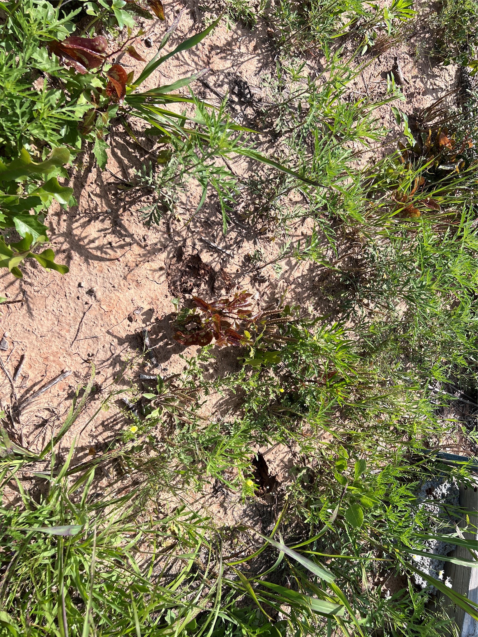 TBD LOT 12 Live Oak Trail