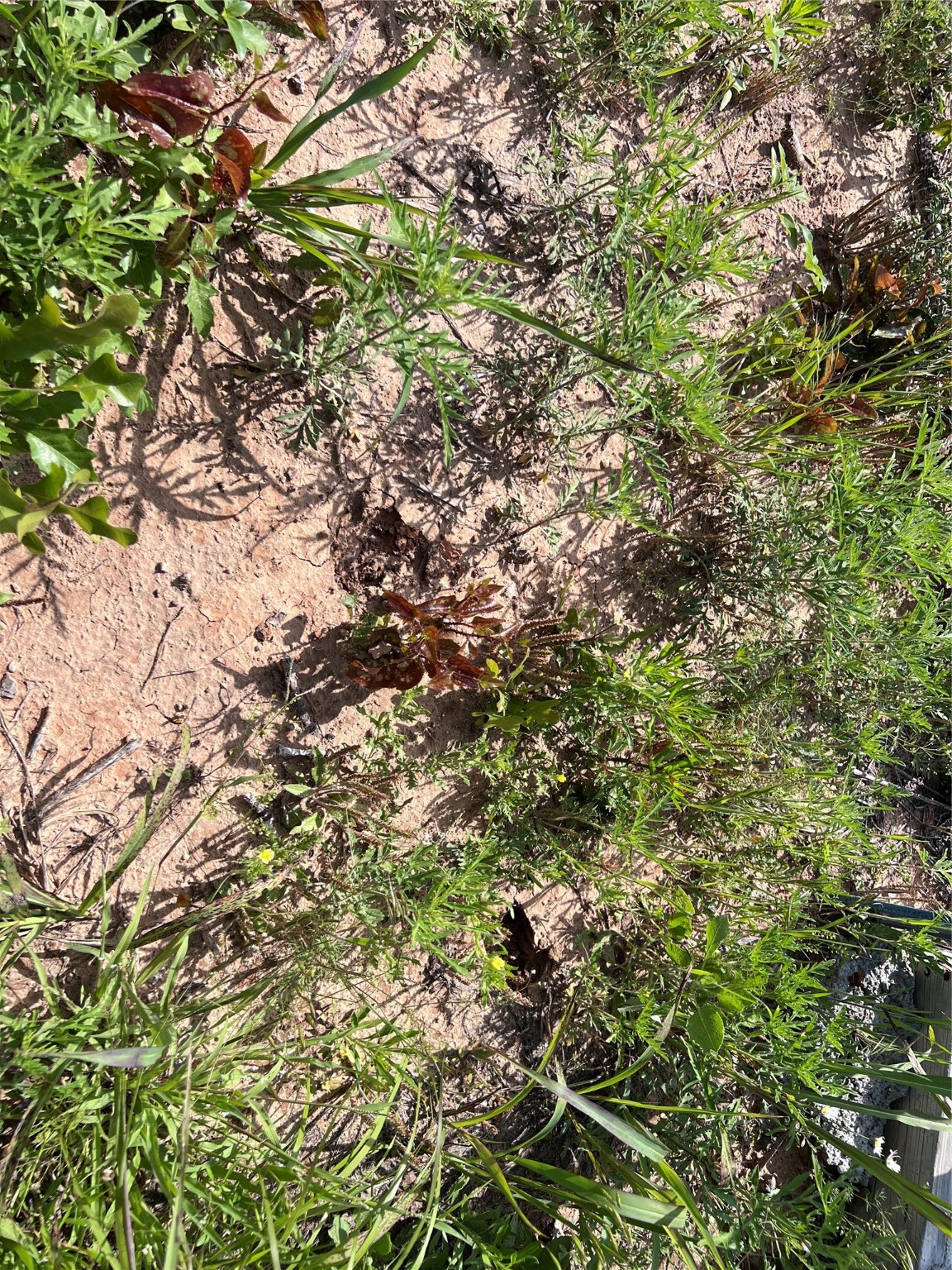 TBD LOT 12 Live Oak Trail
